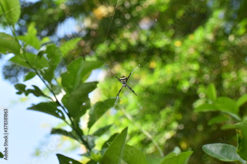 spider web on a lemon tree with green background like a mathematical symmetry textured pattern