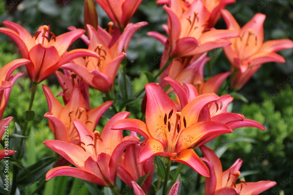 Zauberhadte Lilien in Rot formatfüllend Zauberhadte Lilien in Rot formatfüllend