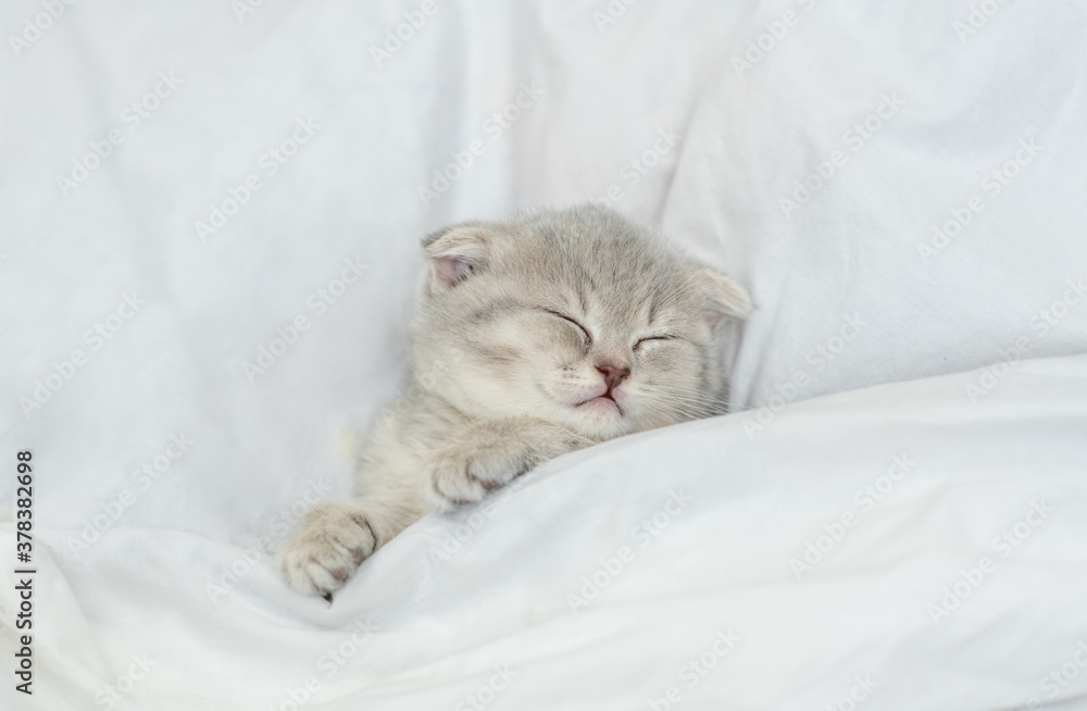 Cozy scottish kitten sleeps under blanket on a bed at home. Top down view Cozy scottish kitten sleeps under blanket on a bed at home. Top down view
