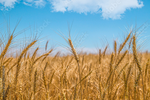 Rural landscape with a field of ripening wheat against the sky