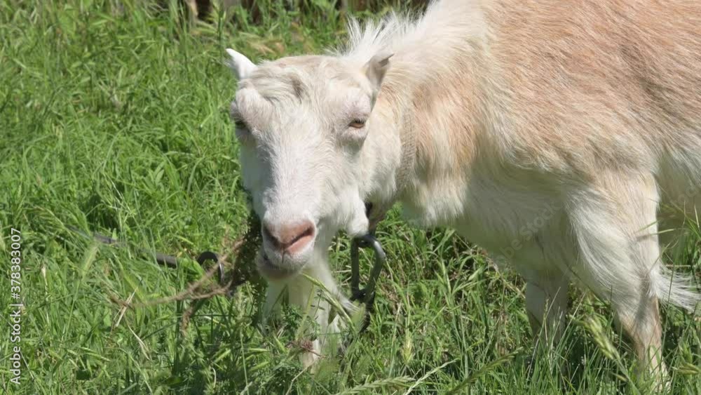 A white domestic goat with a collar grazes on a green meadow among the grass. Livestock in rural areas A white domestic goat with a collar grazes on a green meadow among the grass. Livestock in rural areas
