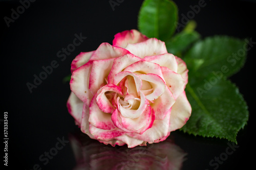 bright pink rose with green leaves  on a black background