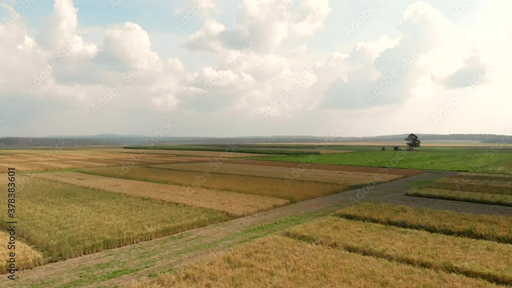 Drone flying over rural fields of different colors surround countryside roads against lonely tree under blue sky with white clouds in summer aerial view. Camera go up. Drone flying over rural fields of different colors surround countryside roads against lonely tree under blue sky with white clouds in summer aerial view. Camera go up.