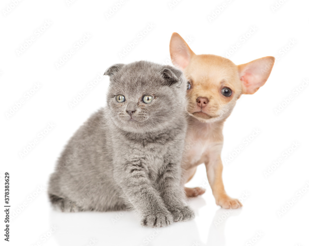 Cute newborn chihuahua puppy sitting with gray kitten. Isolated on white background