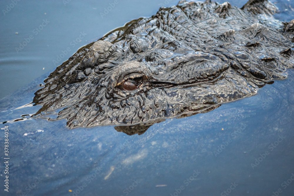 Fototapeta premium Alligator