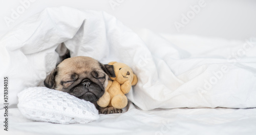 Funny Pug puppy hugs favorite toy bear and sleeps on pillow under blanket at home. Empty space for text
