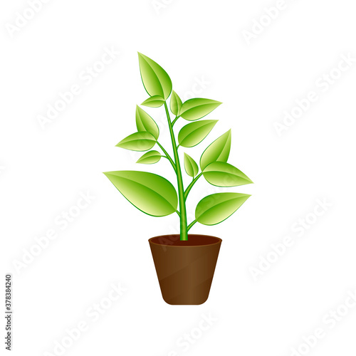 Ficus plant in ceramic flower pot. Houseplant isolated.