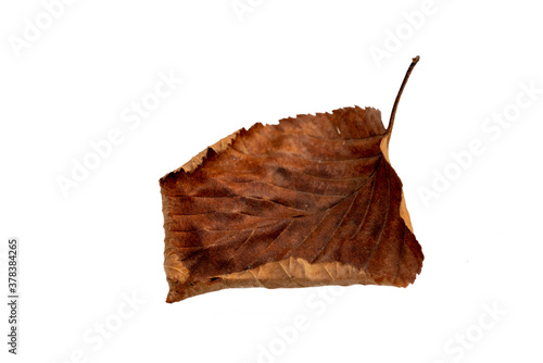 Close-up of autumn leaf on white background