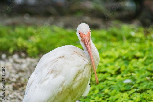 Принти на полотні American white ibis