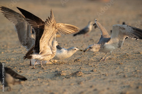 Juvenile Lesser Black-backed Gull fighing for the waste food, Bahrain