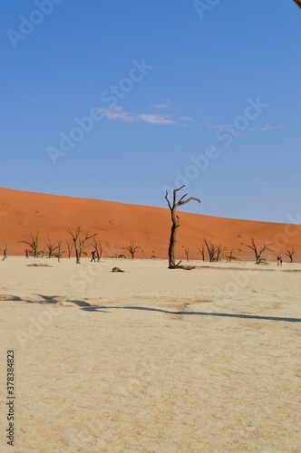 tree in the desert © Anneleen