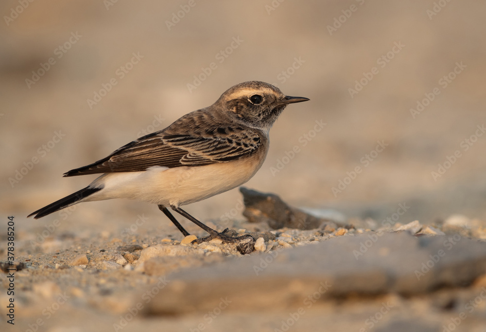 Pied wheatear on limestone rock at Busiateen coast of Bahrain Pied wheatear on limestone rock at Busiateen coast of Bahrain