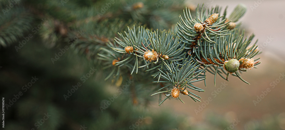 Green branches of spruce with needles and cones close-up. Natural background for Christmas and new year. Space for text Green branches of spruce with needles and cones close-up. Natural background for Christmas and new year. Space for text