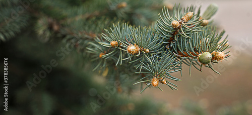 Green branches of spruce with needles and cones close-up. Natural background for Christmas and new year. Space for text