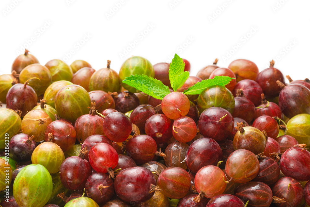 Gooseberry isolated on white background. Top view.