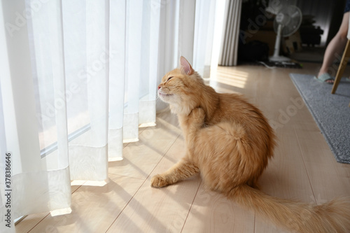 首元を掻く猫（マンチカン）