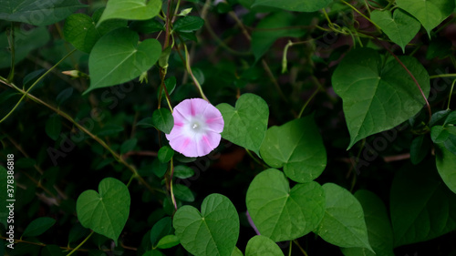 Pink Morning Glory Amongst Green Leaves