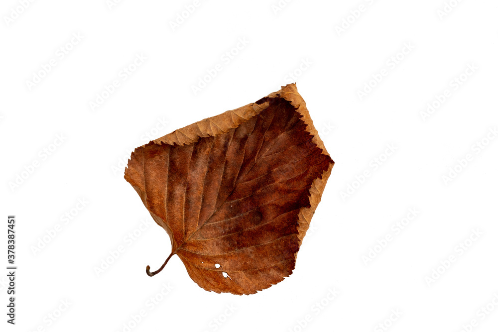 Close-up of autumn leaf on white background Close-up of autumn leaf on white background