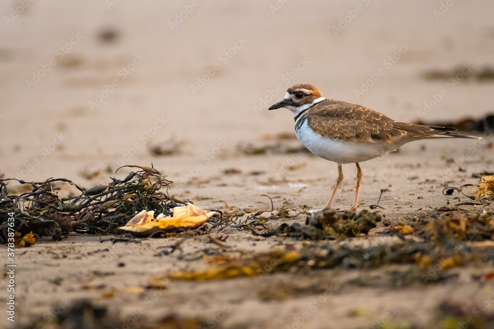 Killdear searching for food on beach Killdear searching for food on beach