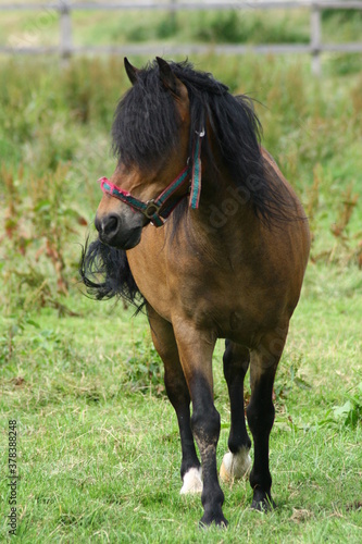 Pferd mit Frisur
