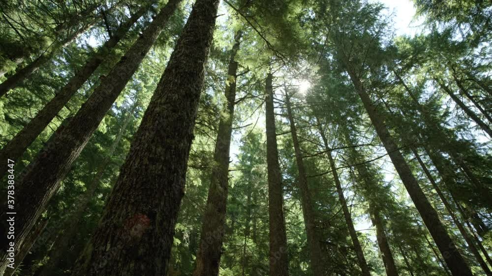 Sun shines through Oregon forest, low angle Sun shines through Oregon forest, low angle