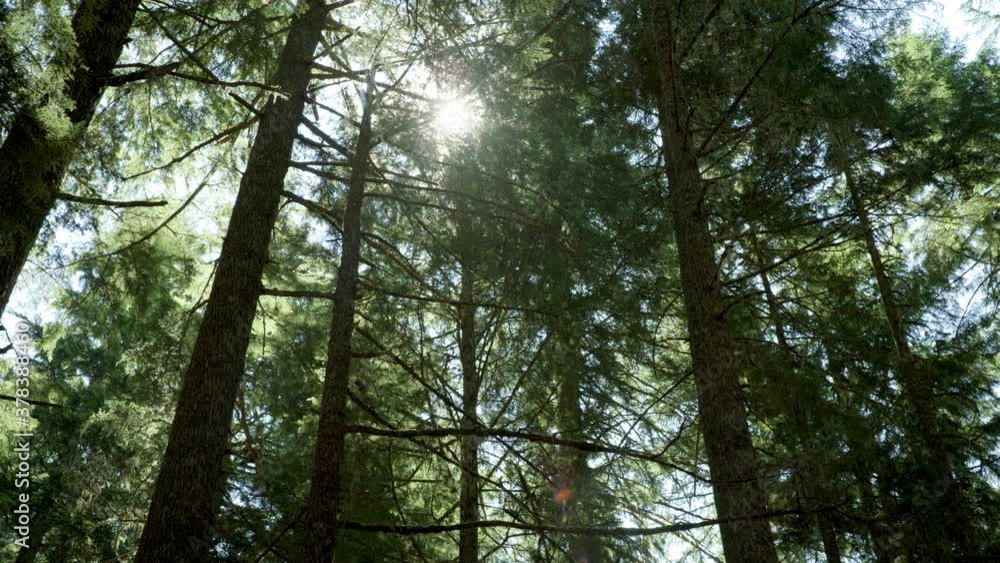 Low angle, sun shines through trees in Oregon forest Low angle, sun shines through trees in Oregon forest
