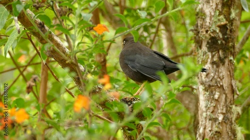 Trush sitting on the branch in the Costa Rica jungle, national bird. Exotic black bird with orange beak in a rain forest sitting on the branch and flying off. photo