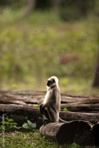 Gray Langur sitting on a wooden log at Kabini Forest Reserve  India