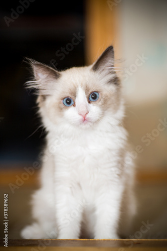 two month old Ragdoll kitten at home © Peredniankina