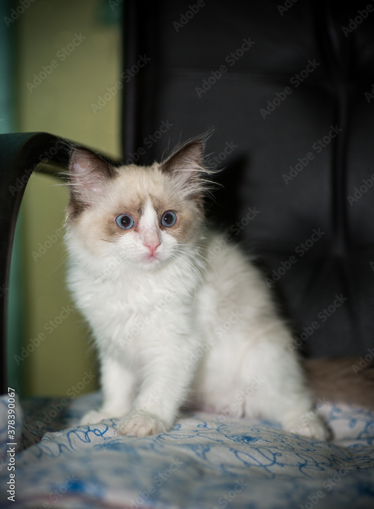Fototapeta premium two month old Ragdoll kitten at home