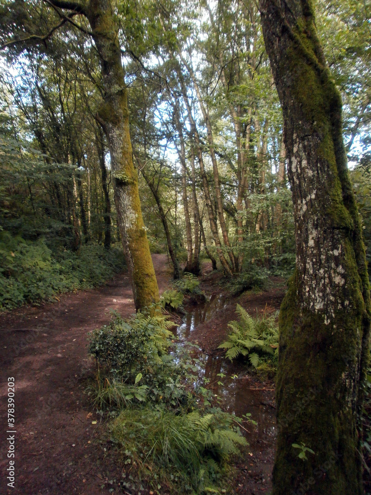 The forest of Paimpont, considered to be the mythical forest of Brocéliande. Focus on a small river. The forest of Paimpont, considered to be the mythical forest of Brocéliande. Focus on a small river.
