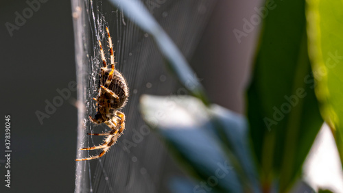 Profile of a large garden spider on a web
