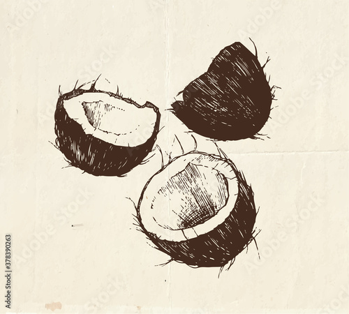 Nuts and seeds drawing, coconuts vintage illustration