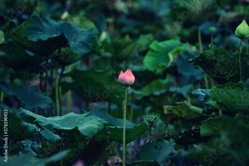 Beautiful Lotus flower and lotus leaves in pond
