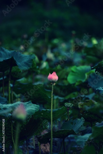 Beautiful Lotus flower and lotus leaves in pond

