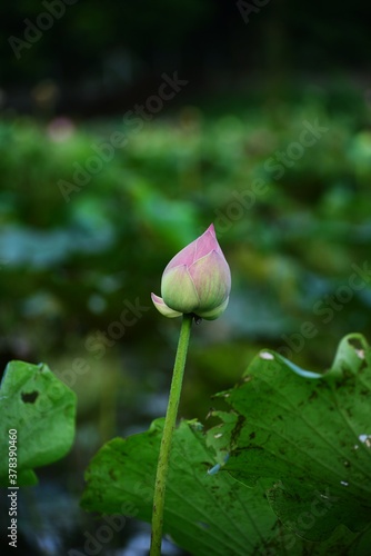 Beautiful Lotus flower and lotus leaves in pond
