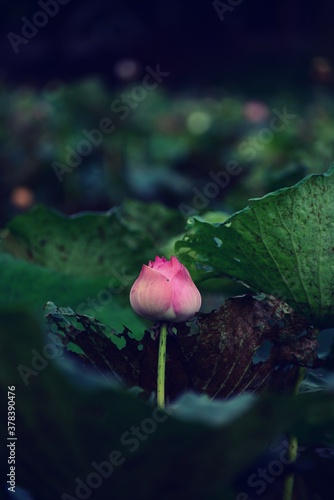 Beautiful Lotus flower and lotus leaves in pond
