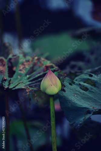 Beautiful Lotus flower and lotus leaves in pond
