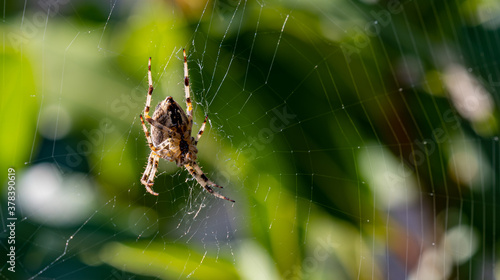 A large garden spider on a web
