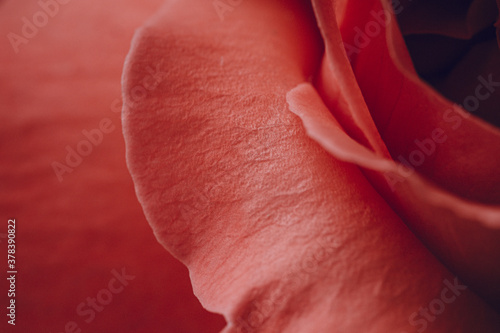 Soft focus  abstract floral background  red rose flower.