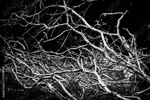Fallen tree branches