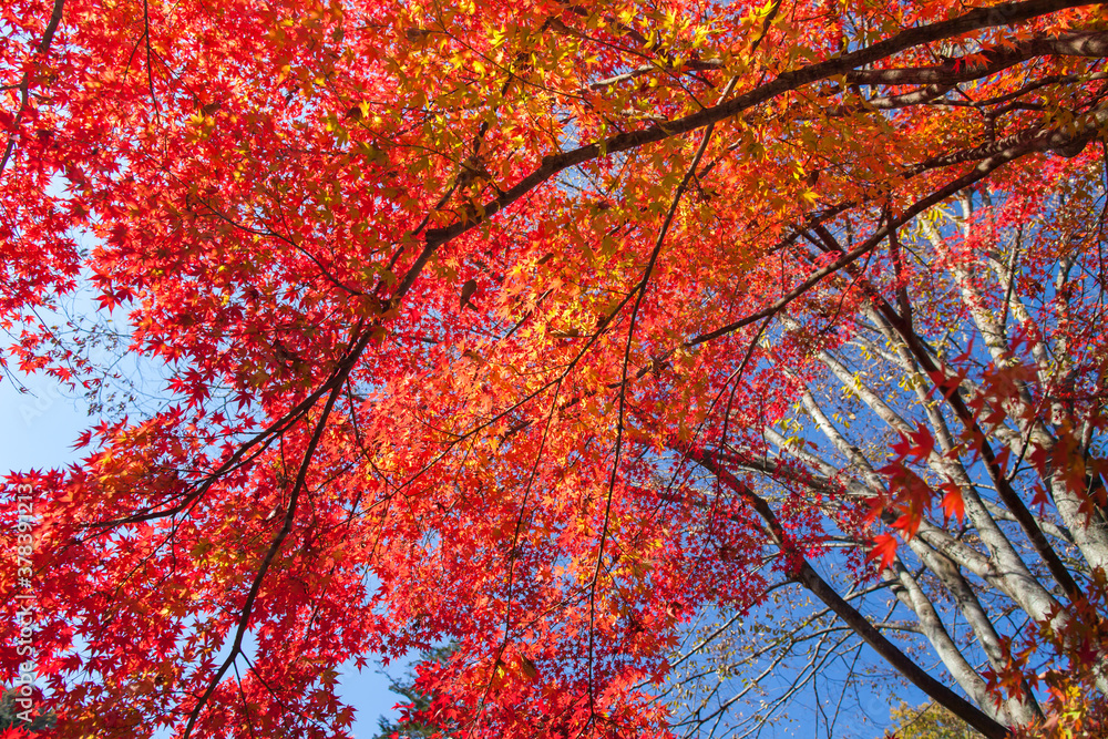 colorful of tree in autumn season