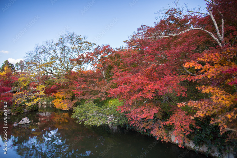 colorful of tree in autumn season