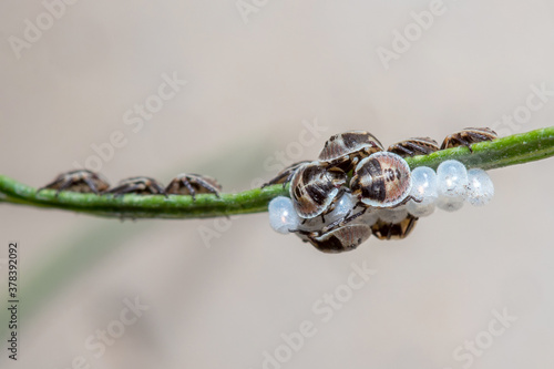 Colony of recently born pentatomidae shield bugs resting on a twig