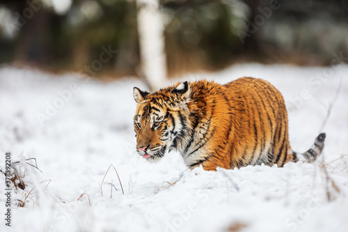 Siberian tiger (Panthera tigris tigris) young male goes through the snow in a taiga