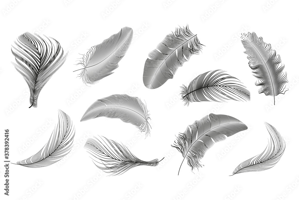 Vector black feathers collection set on a white background. Vector black feathers collection set on a white background.