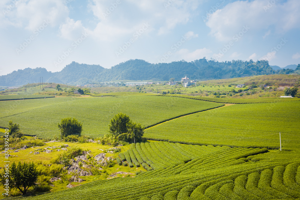 Mocchau highland, Vietnam: Moc Chau tea hill, Moc Chau village . Tea is a traditional drink in Asia Mocchau highland, Vietnam: Moc Chau tea hill, Moc Chau village . Tea is a traditional drink in Asia