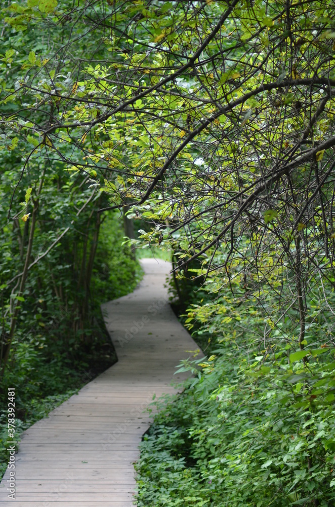 Naklejka premium path in the forest