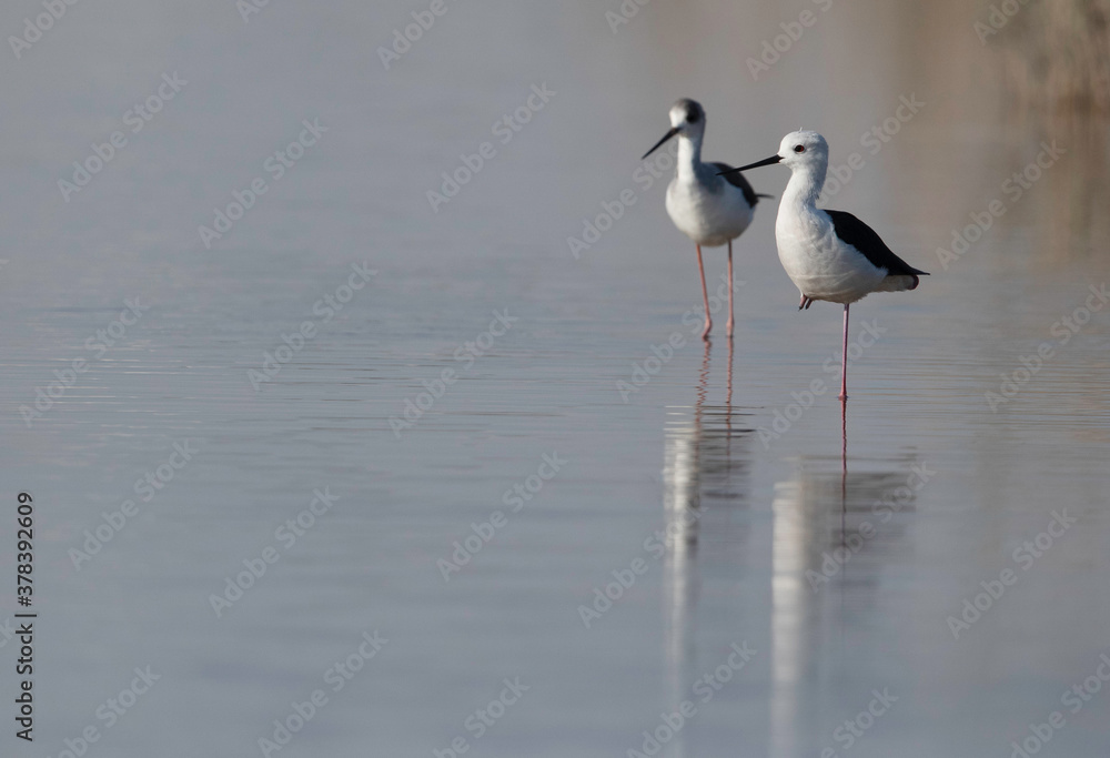 A pair of Black-winged Stilt resting at Tubli bay, Bahrain A pair of Black-winged Stilt resting at Tubli bay, Bahrain