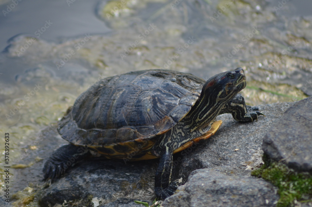 turtle on the rock